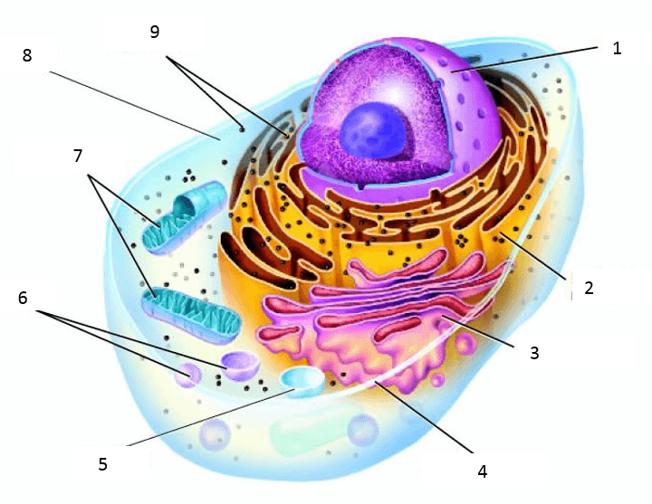 Cell Structure and Function Ch. 1