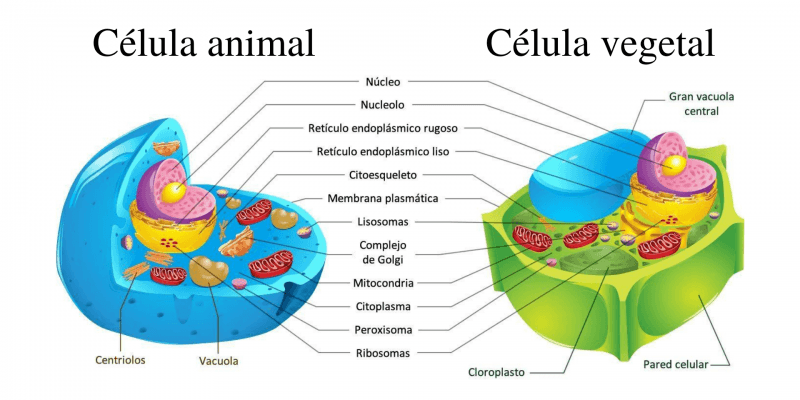 síntesis de arn y proteínas - Grado 3 - Quizizz