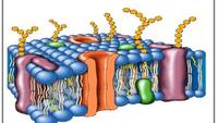 a membrana celular - Série 11 - Questionário