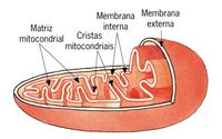 metabolismo - Grado 10 - Quizizz