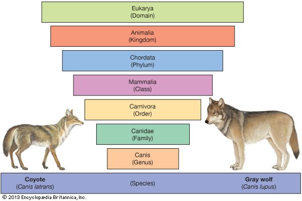 Taxonomy, Keys & Nomeclature