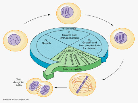 the cell cycle and mitosis - Grade 9 - Quizizz