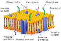 a membrana celular - Série 3 - Questionário