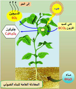 ينتج عن عملية البناء الضوئي في النبات الأكسجين والسكر