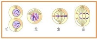 meiosis - Year 9 - Quizizz