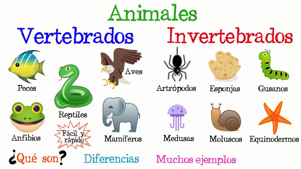 vertebrados e invertebrados Flashcards - Questionário