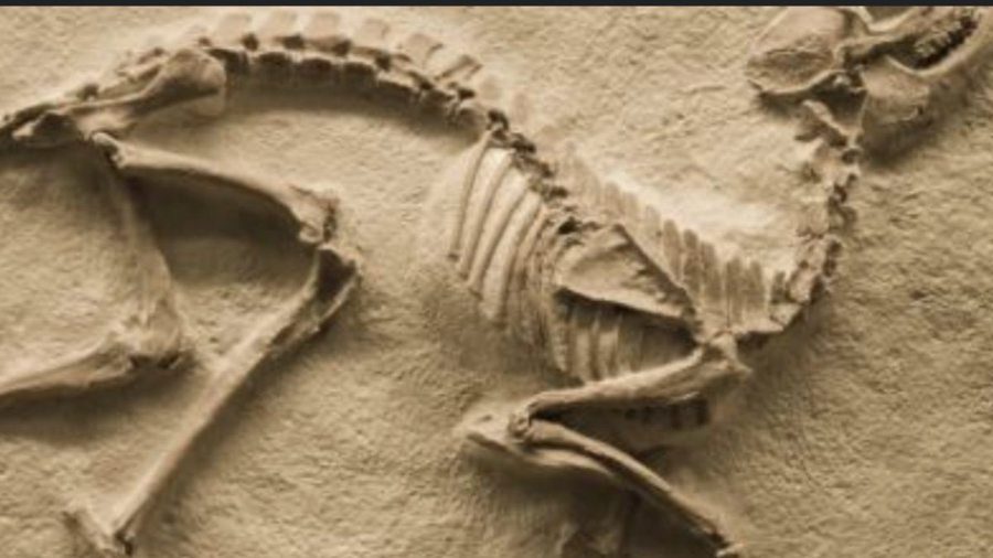 الأحفورة بقايا أو آثار مخلوقات حية عاشت في الماضي البعيد