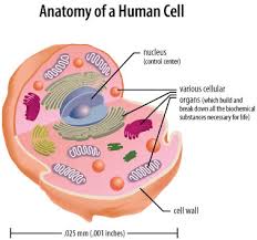 6th Grade - Characteristics of Cells/Cell structure and function | 463 ...