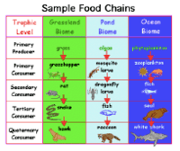 food chain - Grade 8 - Quizizz