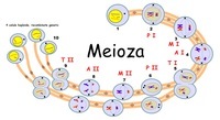 mejoza - Klasa 9 - Quiz