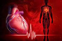 the circulatory and respiratory systems - Class 2 - Quizizz