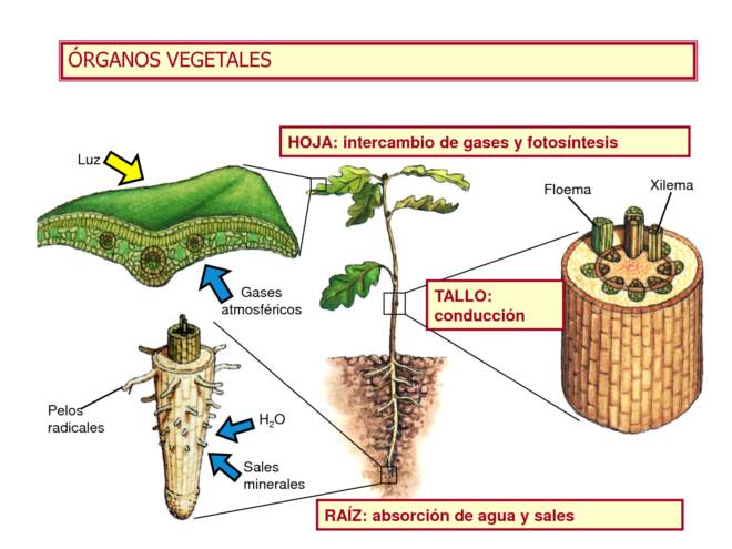 partes de la planta y sus funciones - Grado 7 - Quizizz