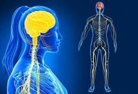 the nervous and endocrine systems - Class 5 - Quizizz