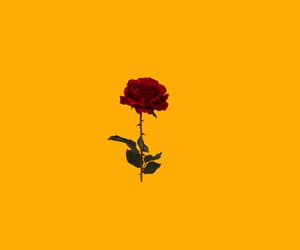 The Rose That Grew From Concrete | Poetry - Quizizz
