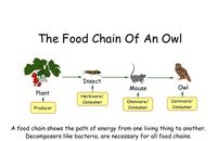 food chain - Grade 3 - Quizizz