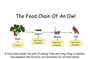 Food Chains