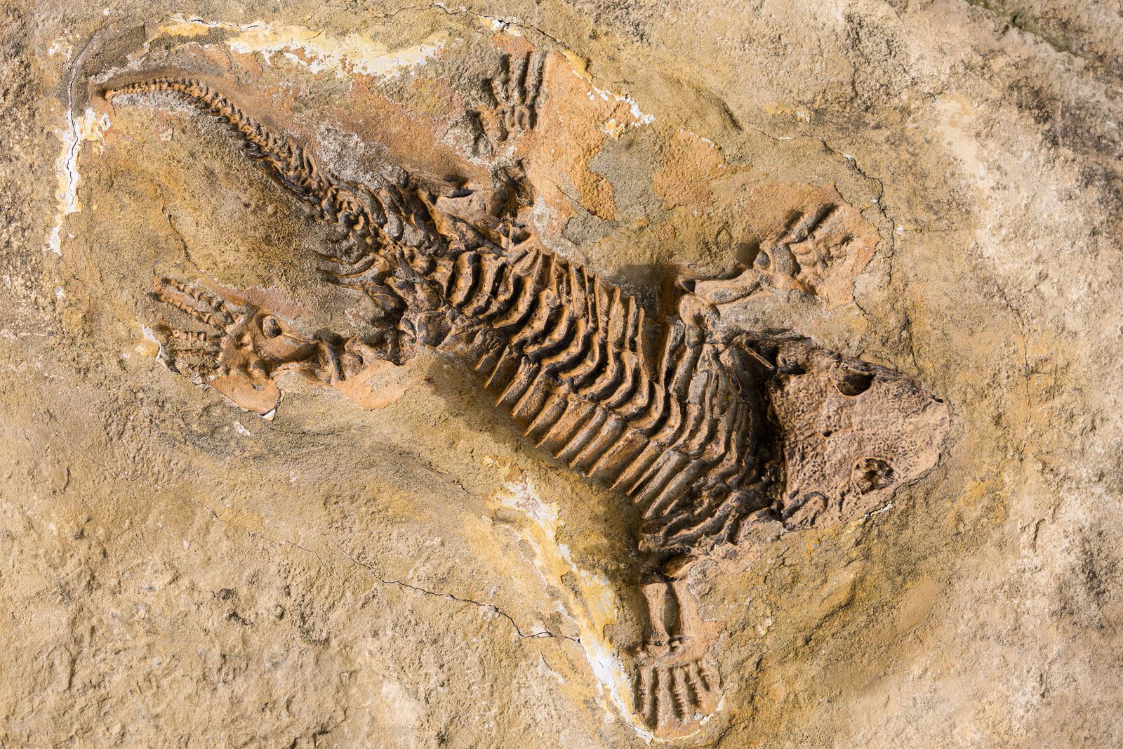 fossils - Year 6 - Quizizz