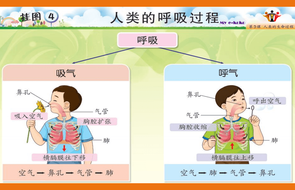 四年级科学第三单元 人类的生命过程 Science Quiz Quizizz