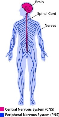 the nervous and endocrine systems - Class 8 - Quizizz