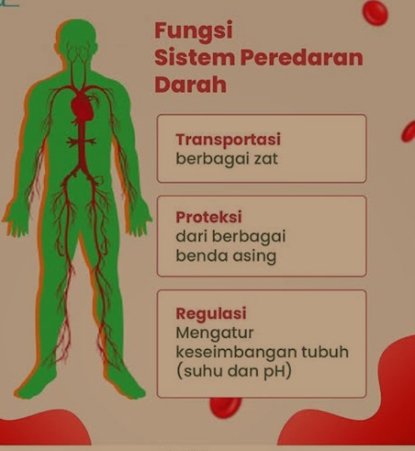 sistem peredaran darah dan pernapasan - Kelas 2 - Kuis