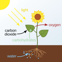 photosynthesis - Year 4 - Quizizz