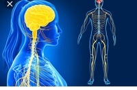 the nervous and endocrine systems - Class 12 - Quizizz