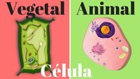 célula vegetal e animal - Série 12 - Questionário