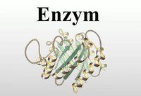 enzim - Lớp 3 - Quizizz