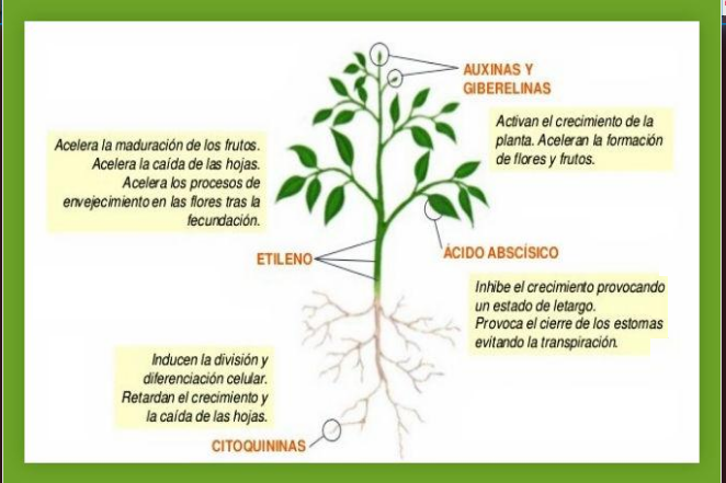 Fitohormonas | Quizizz