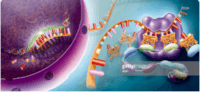 synteza rna i białek - Klasa 12 - Quiz