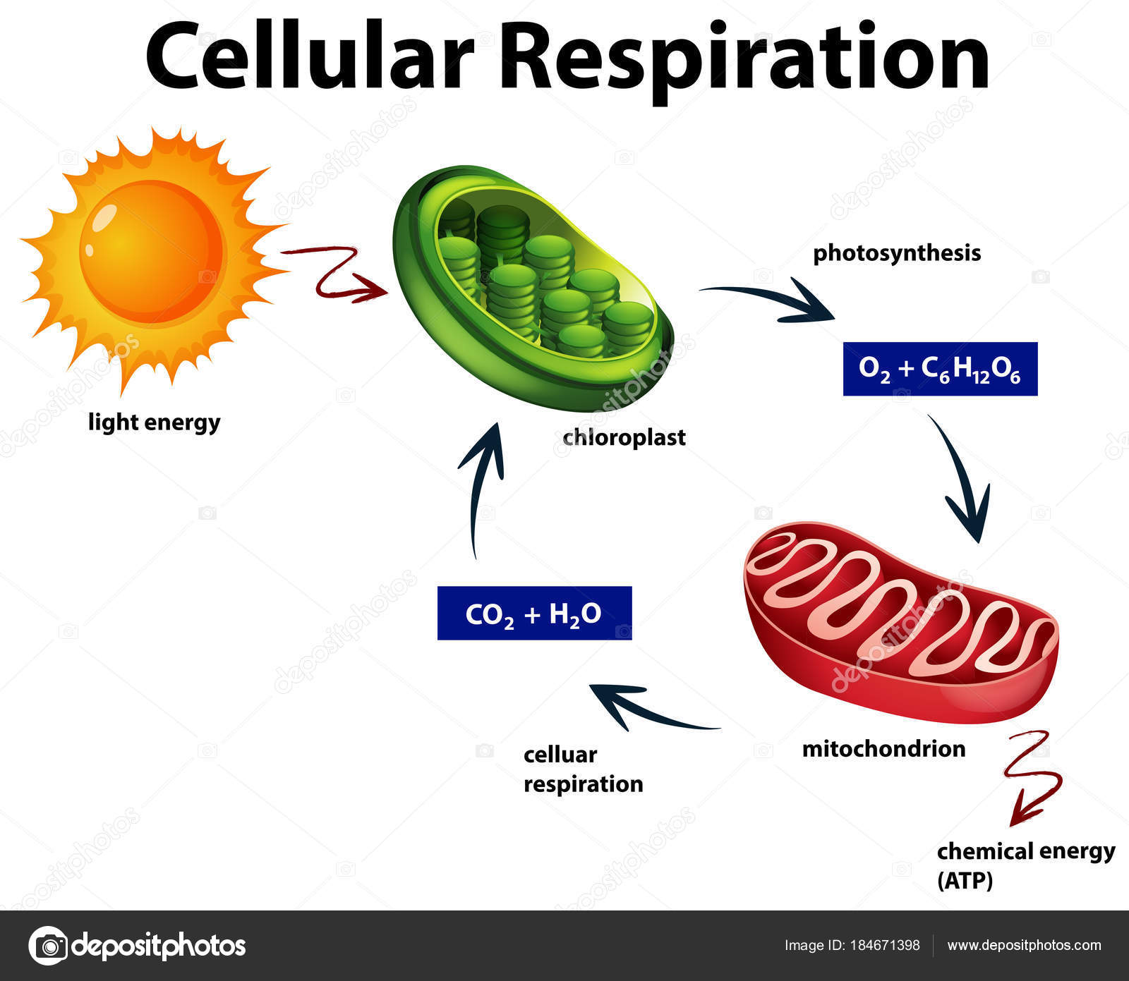 cellular respiration - Class 4 - Quizizz