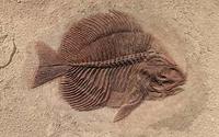 fossils Flashcards - Quizizz