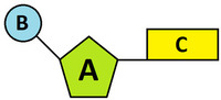 Amino Acids - Grade 10 - Quizizz