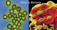 bacteria and archaea - Class 7 - Quizizz