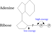 metabolism - Year 12 - Quizizz