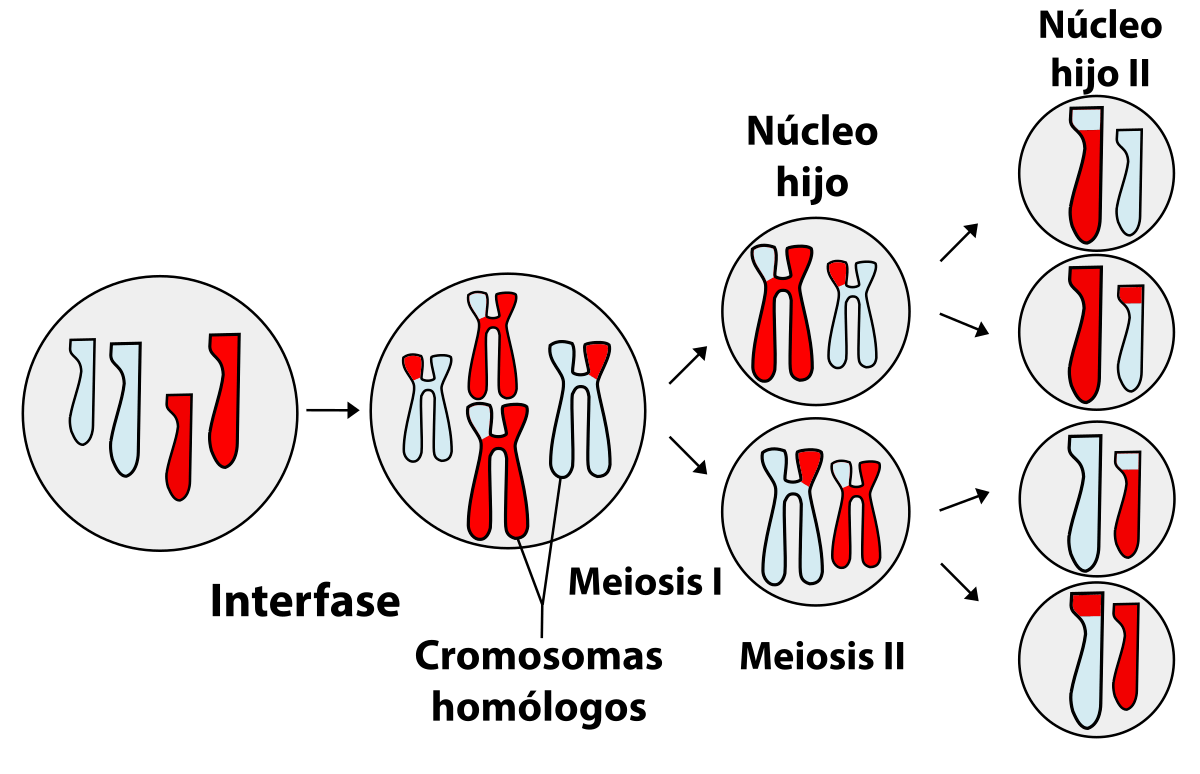 meiosis - Kelas 3 - Kuis