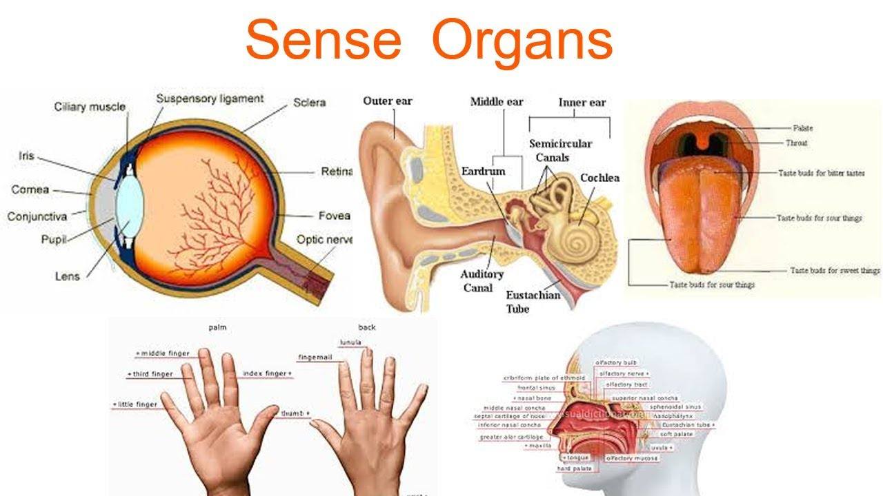 the-sensory-system-human-anatomy-quiz-quizizz