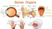 The Sensory System Human Anatomy Quiz Quizizz