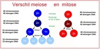 meiose - Série 3 - Questionário