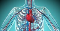 os sistemas circulatório e respiratório - Série 12 - Questionário