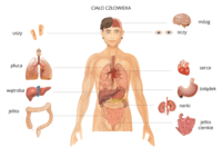 Biologia człowieka - Klasa 3 - Quiz