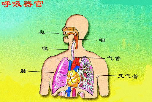 四年级科学练习 呼吸器官 Science Quiz Quizizz