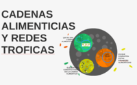 cadena de comida - Grado 4 - Quizizz