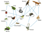 Food Webs