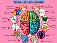 los sistemas nervioso y endocrino - Grado 3 - Quizizz