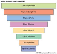 phylogeny Flashcards - Quizizz