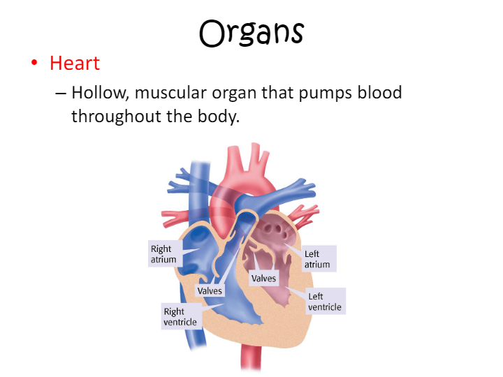 Respiratory Circulatory System | Science - Quizizz