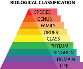 Taxonomy - classification of living things 6 (level 1) | 84 plays | Quizizz