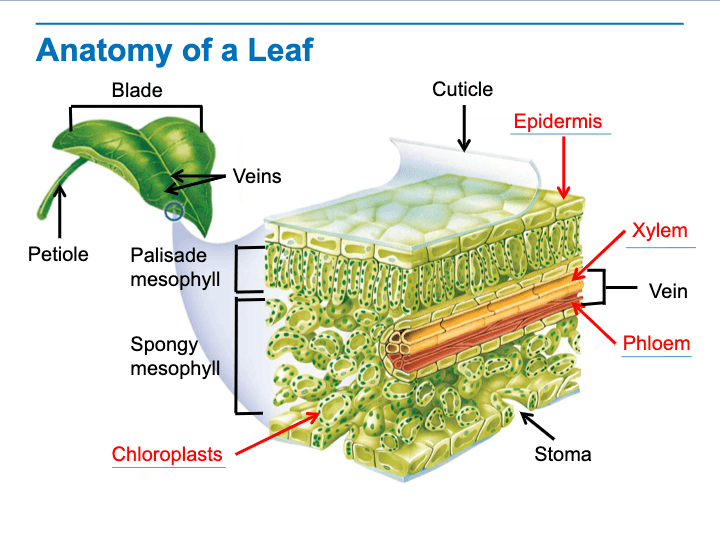 CH 23 Lesson 1 (STEMS & LEAVES) | Biology - Quizizz