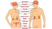 los sistemas nervioso y endocrino - Grado 4 - Quizizz